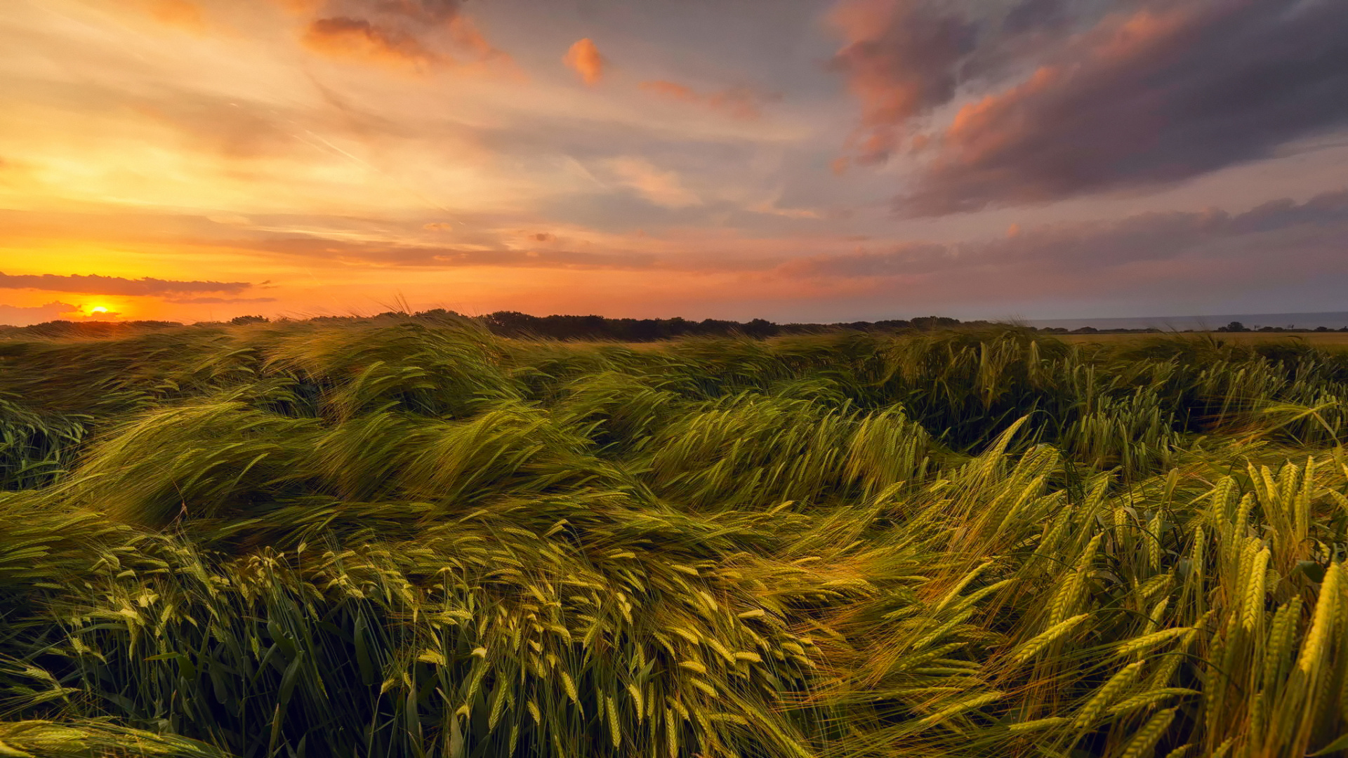 Обои пшеница, ячмень, поле, рожь, продовольственное зерно в разрешении 1920x1080