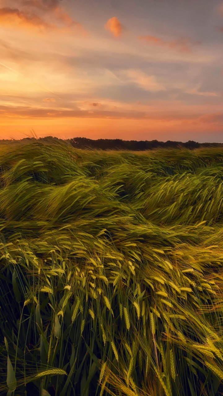 Обои пшеница, ячмень, поле, рожь, продовольственное зерно в разрешении 720x1280