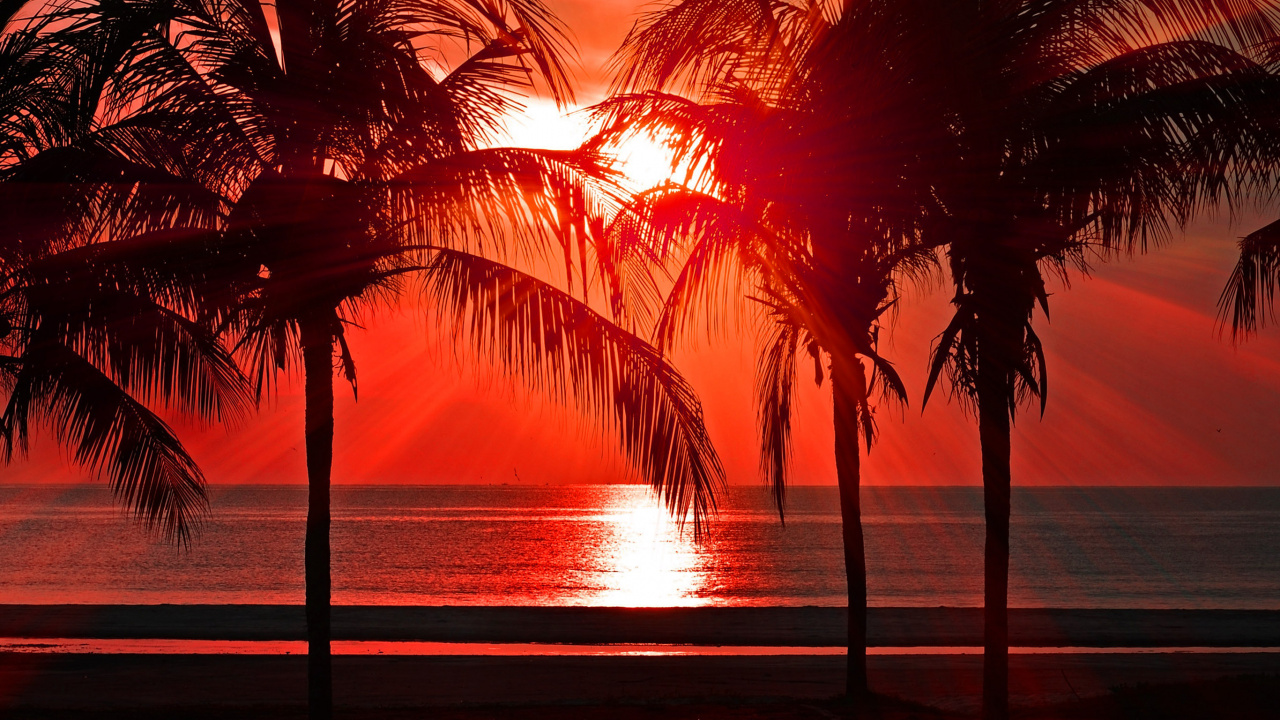 Обои закат, пляж, вода, растение, послесвечение в разрешении 1280x720