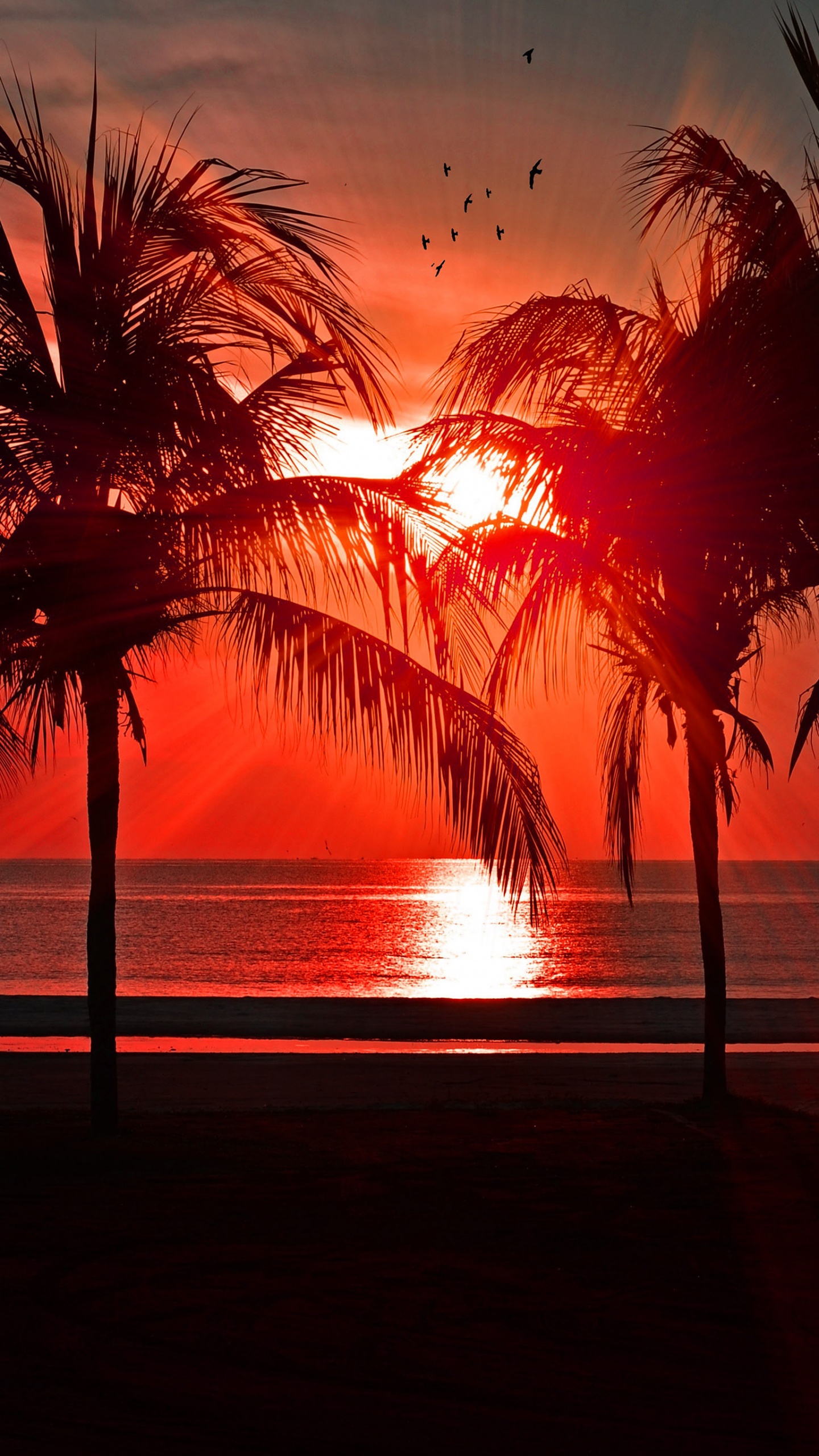 Обои закат, пляж, вода, растение, послесвечение в разрешении 1440x2560