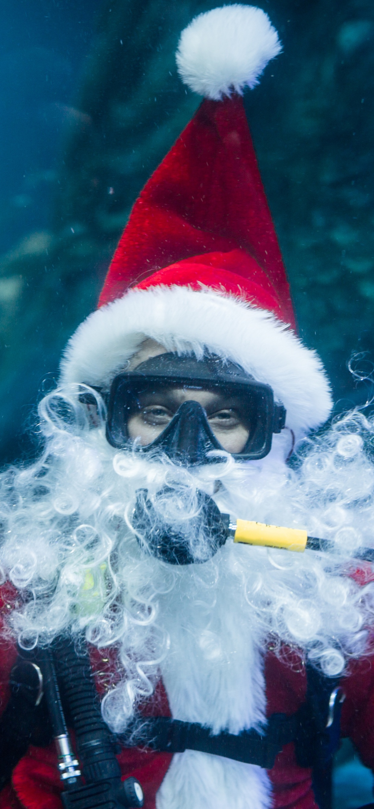 Обои дерево, Рождество, подземные воды, синий, биология в разрешении 1242x2688