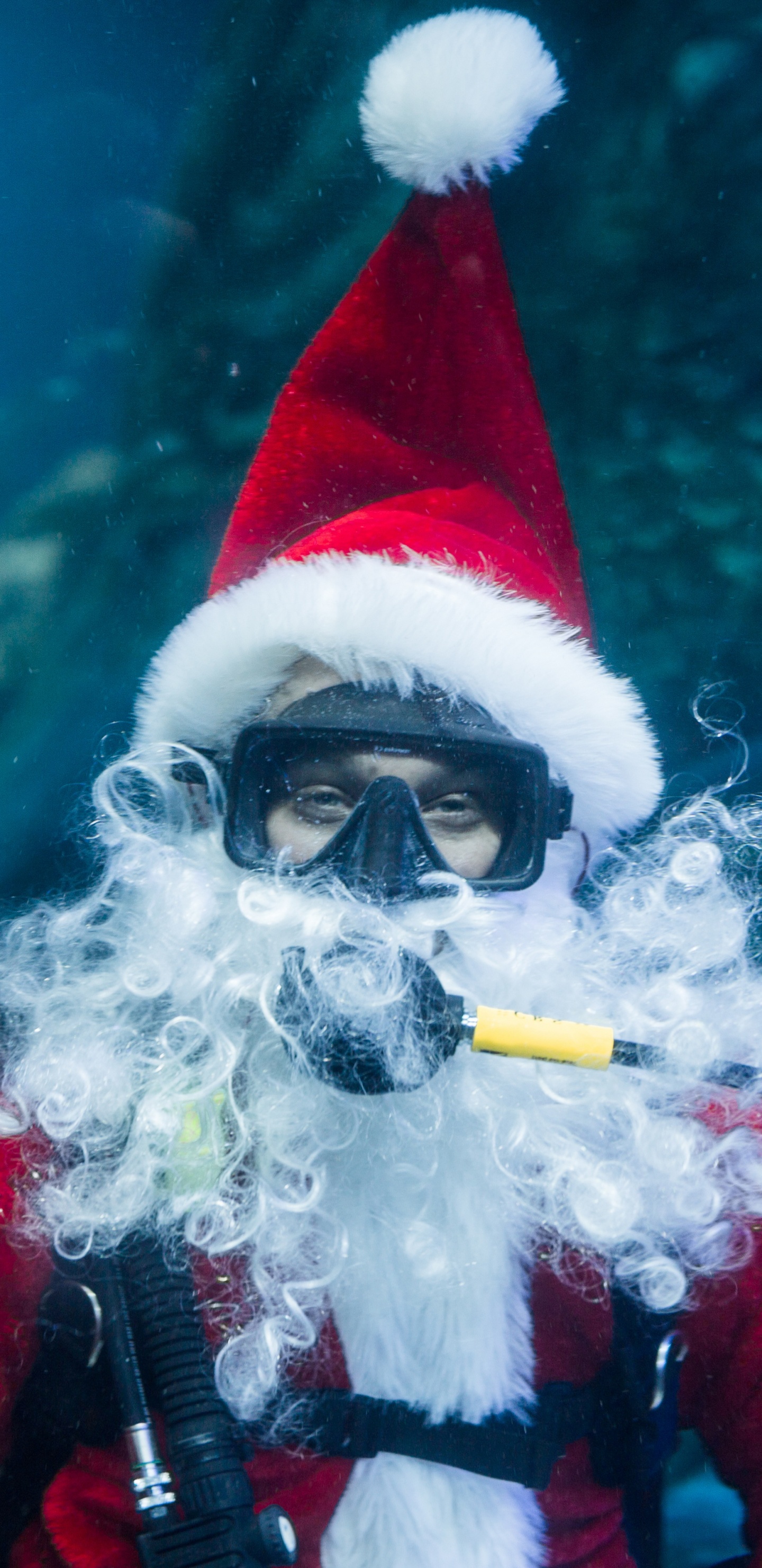 Обои дерево, Рождество, подземные воды, синий, биология в разрешении 1440x2960