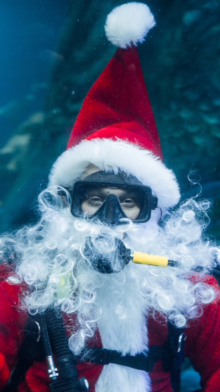 Обои дерево, Рождество, подземные воды, синий, биология в разрешении 720x1280