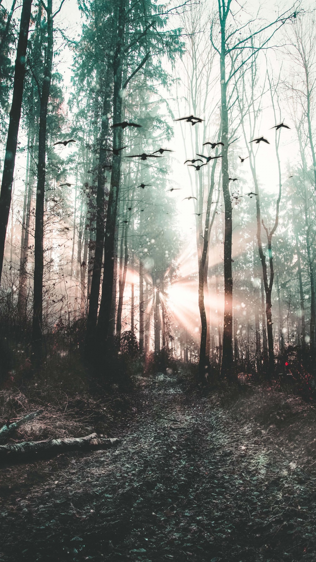 Обои дерево, лес, природа, окружающая среда, природный ландшафт в разрешении 1080x1920