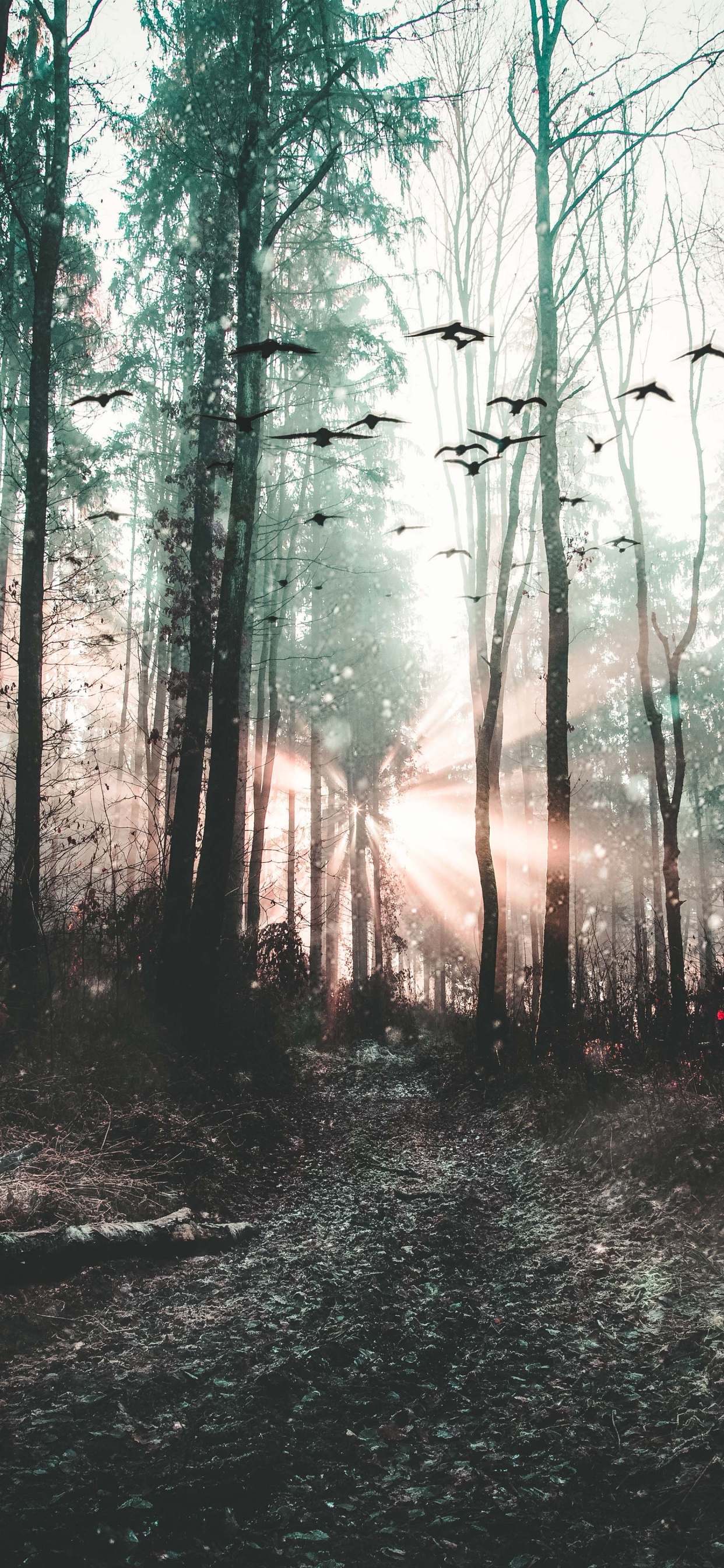 Обои дерево, лес, природа, окружающая среда, природный ландшафт в разрешении 1242x2688