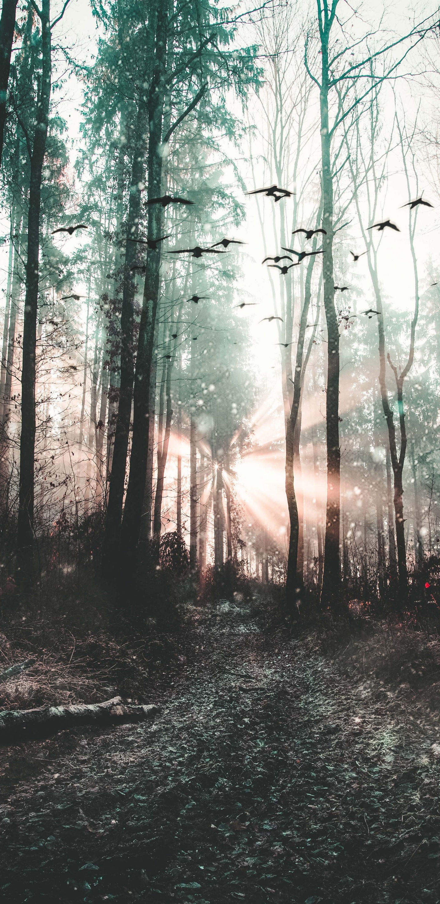 Обои дерево, лес, природа, окружающая среда, природный ландшафт в разрешении 1440x2960