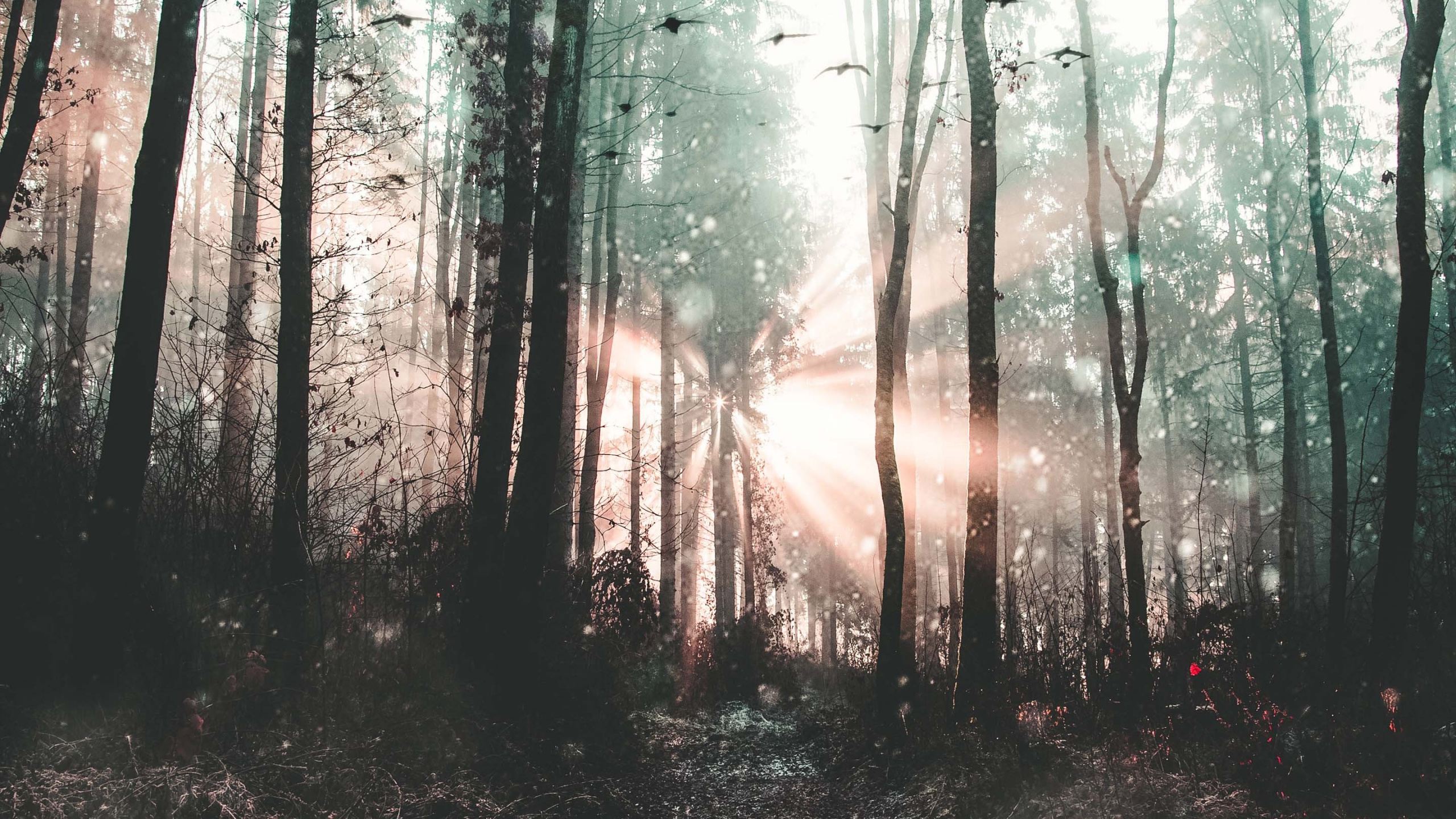 Обои дерево, лес, природа, окружающая среда, природный ландшафт в разрешении 2560x1440