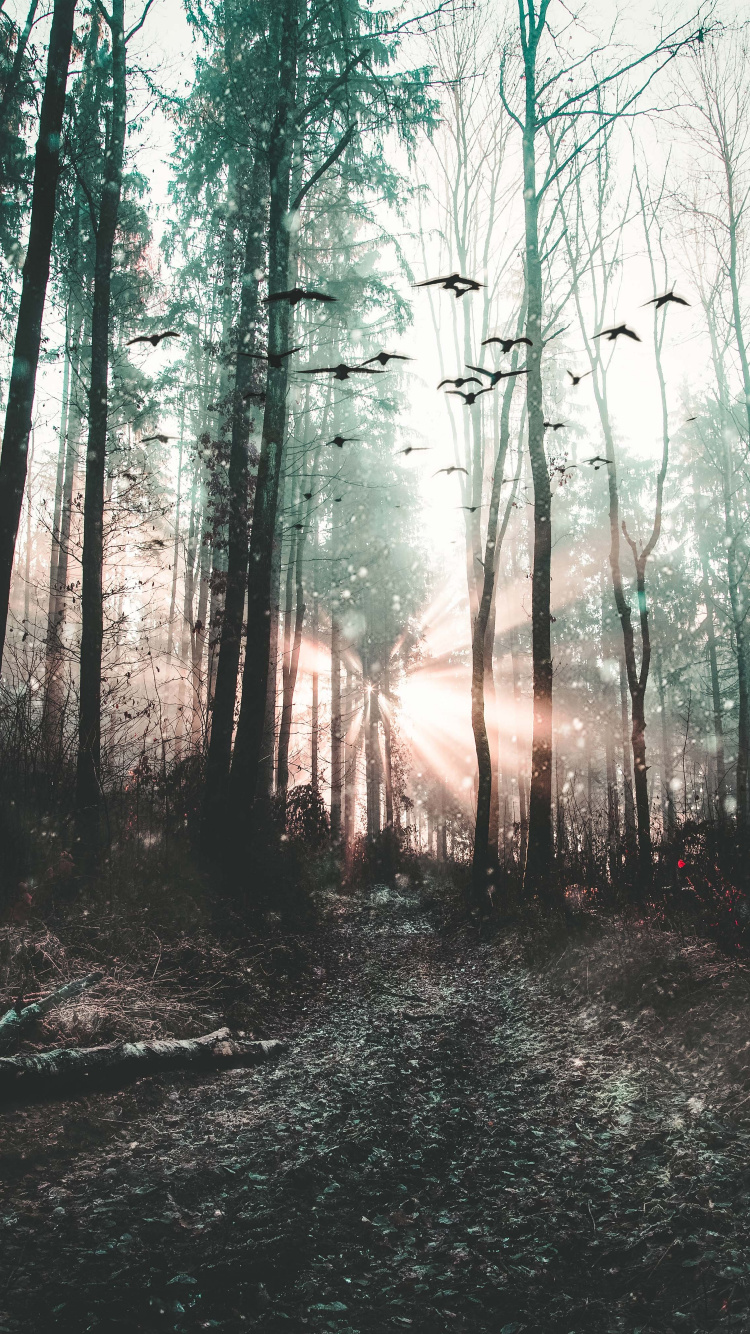 Обои дерево, лес, природа, окружающая среда, природный ландшафт в разрешении 750x1334