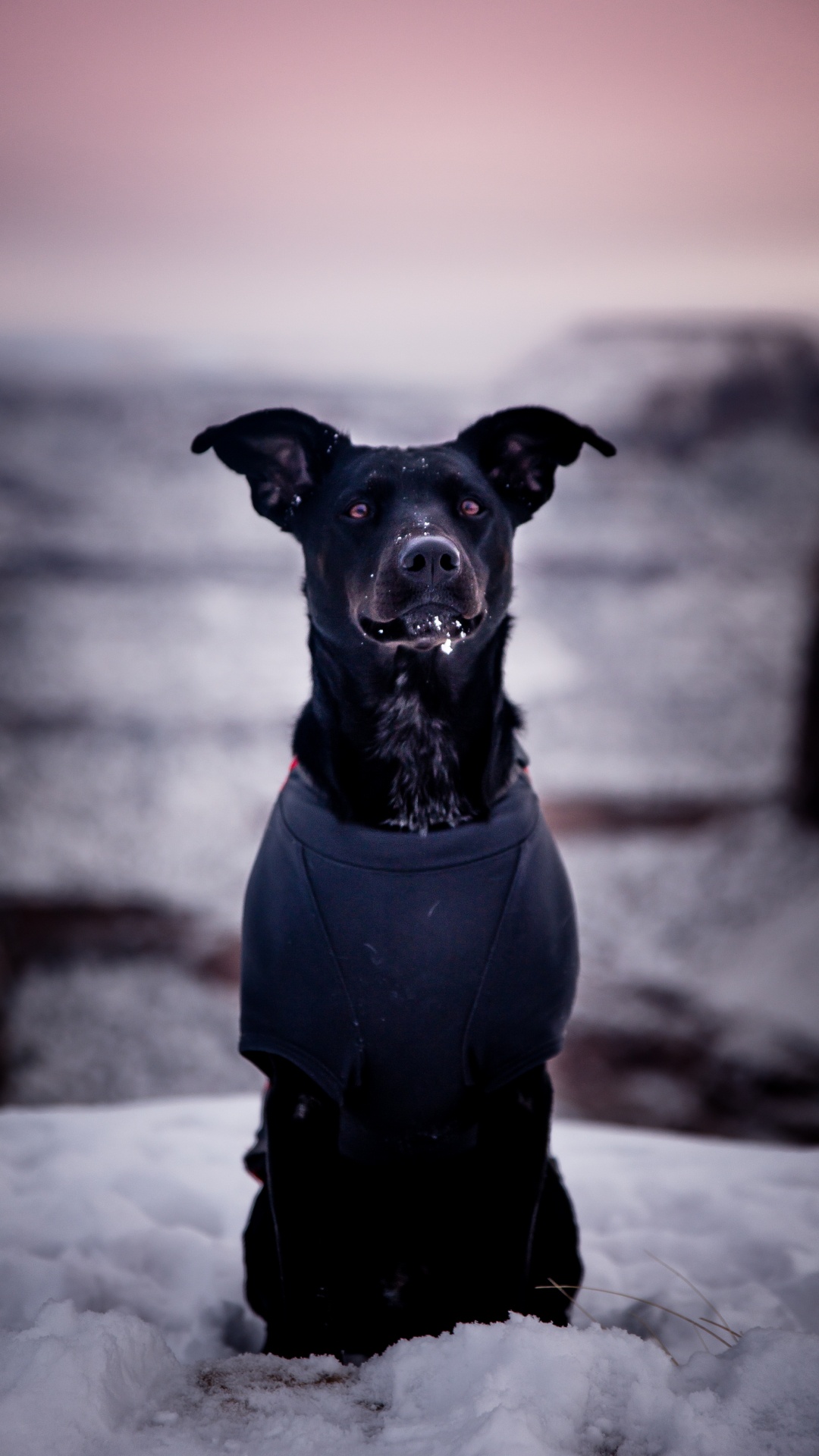 Обои пес, собака породы, Псовые, черный, морда в разрешении 1080x1920