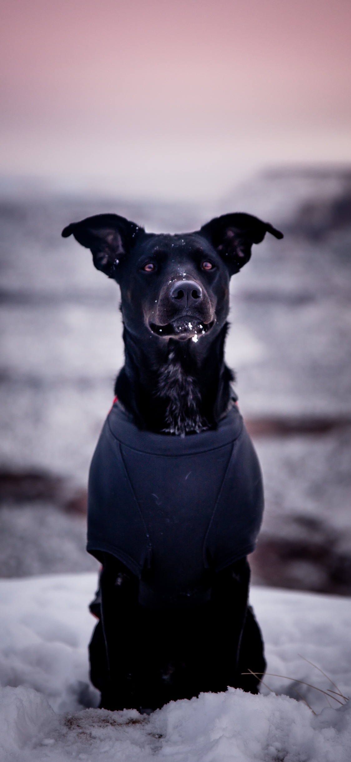 Обои пес, собака породы, Псовые, черный, морда в разрешении 1125x2436