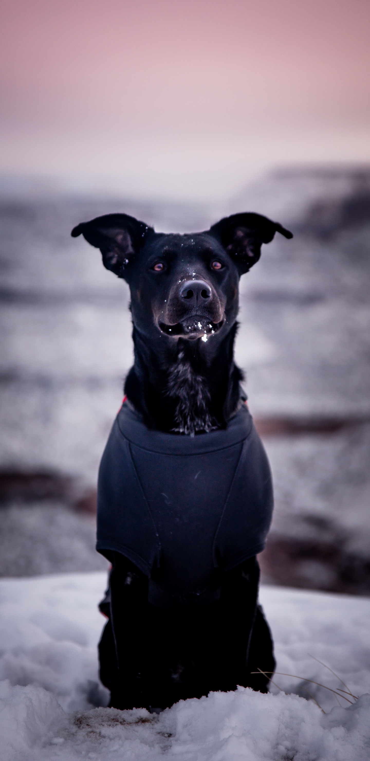 Обои пес, собака породы, Псовые, черный, морда в разрешении 1440x2960