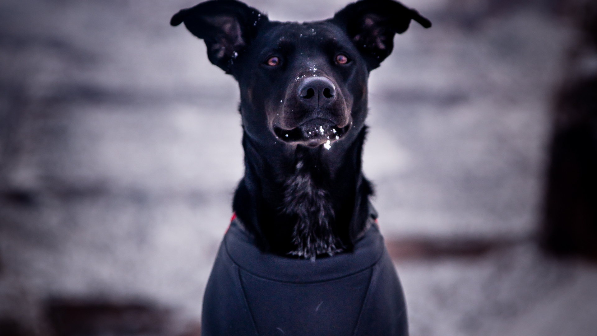 Обои пес, собака породы, Псовые, черный, морда в разрешении 1920x1080