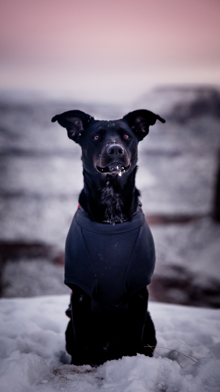 Обои пес, собака породы, Псовые, черный, морда в разрешении 720x1280