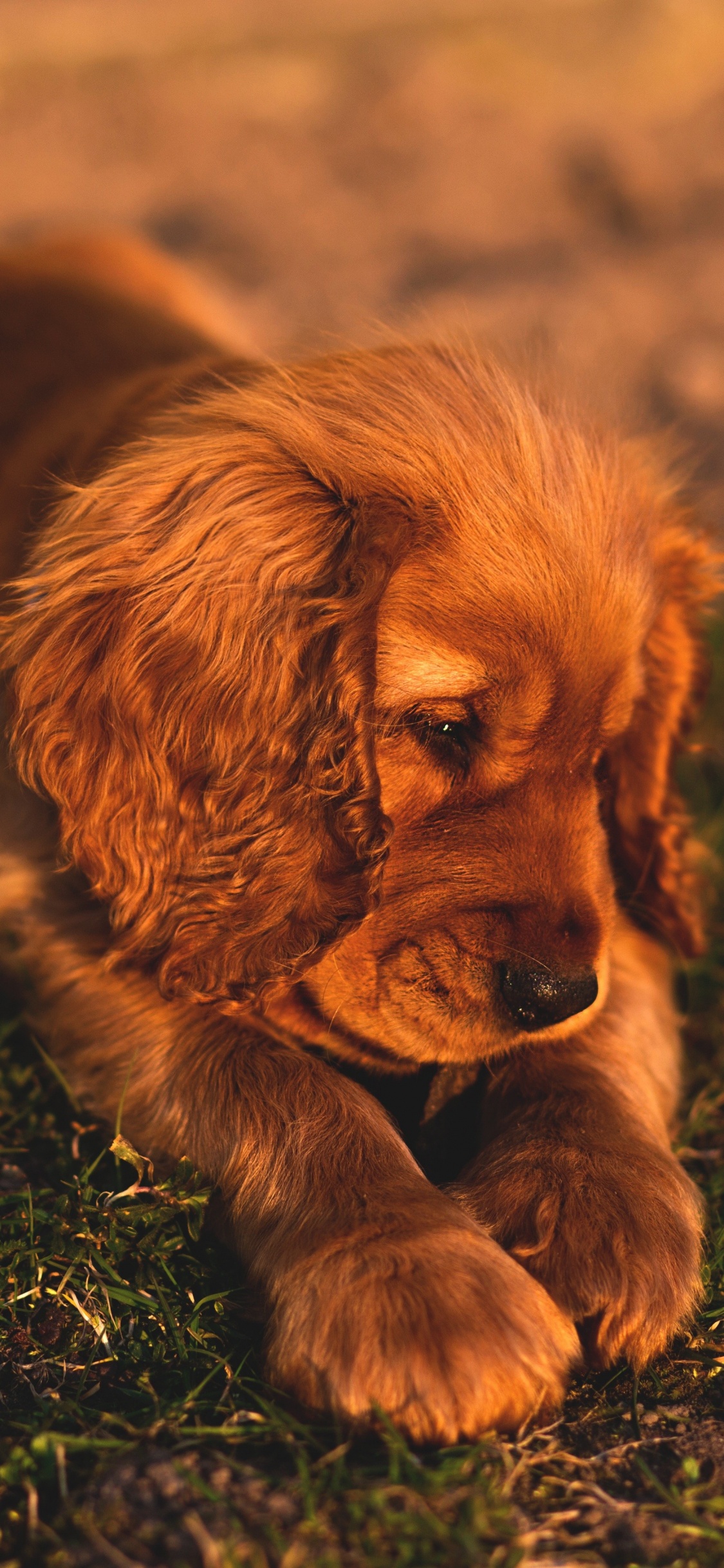 Обои кокер спаниель, английский кокер спаниель, американский кокер спаниель, щенок, спаниель в разрешении 1125x2436