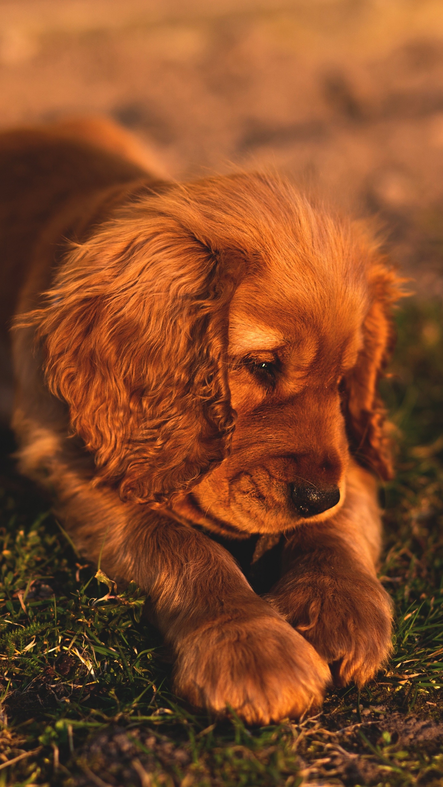 Обои кокер спаниель, английский кокер спаниель, американский кокер спаниель, щенок, спаниель в разрешении 1440x2560