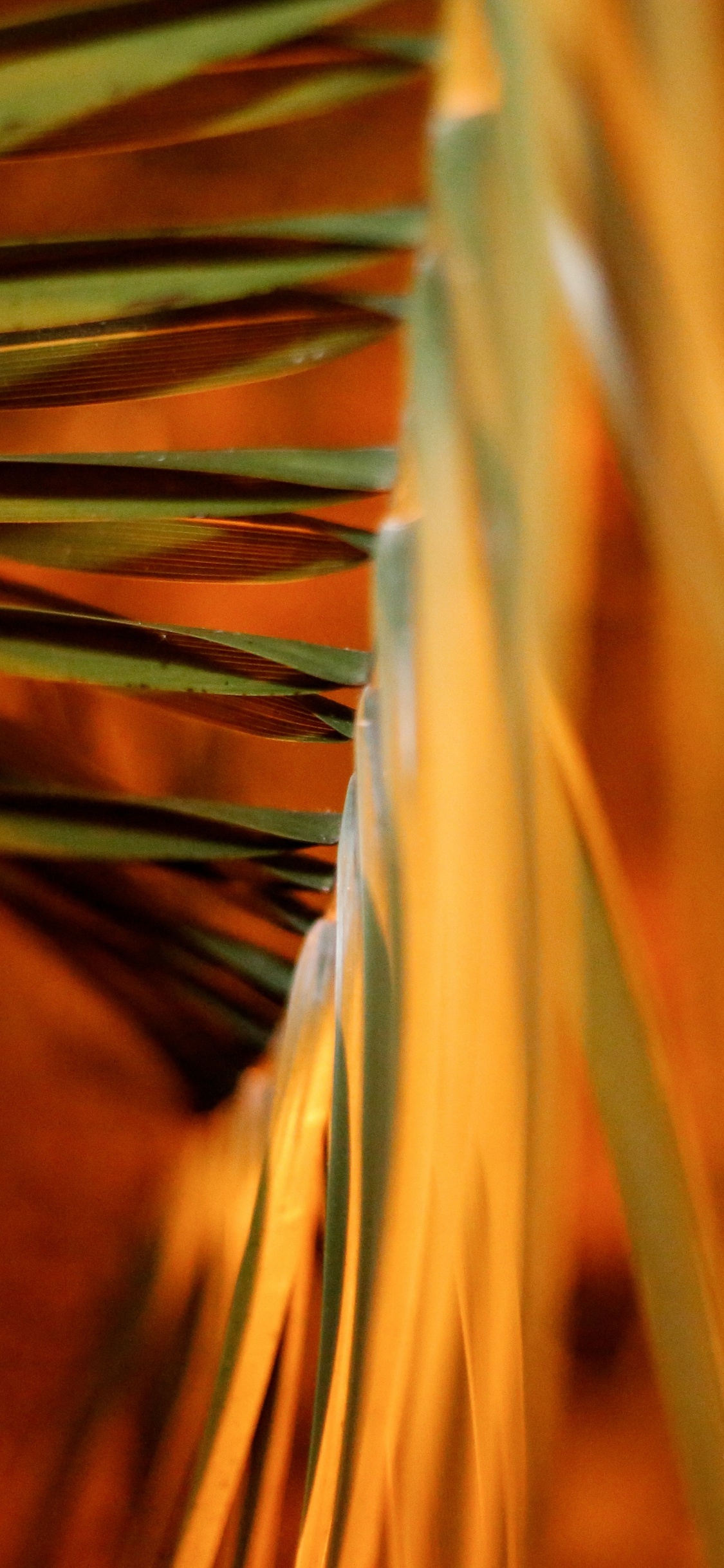 Обои крупный план, древесина, Апельсин, стебель растения, облако в разрешении 1125x2436