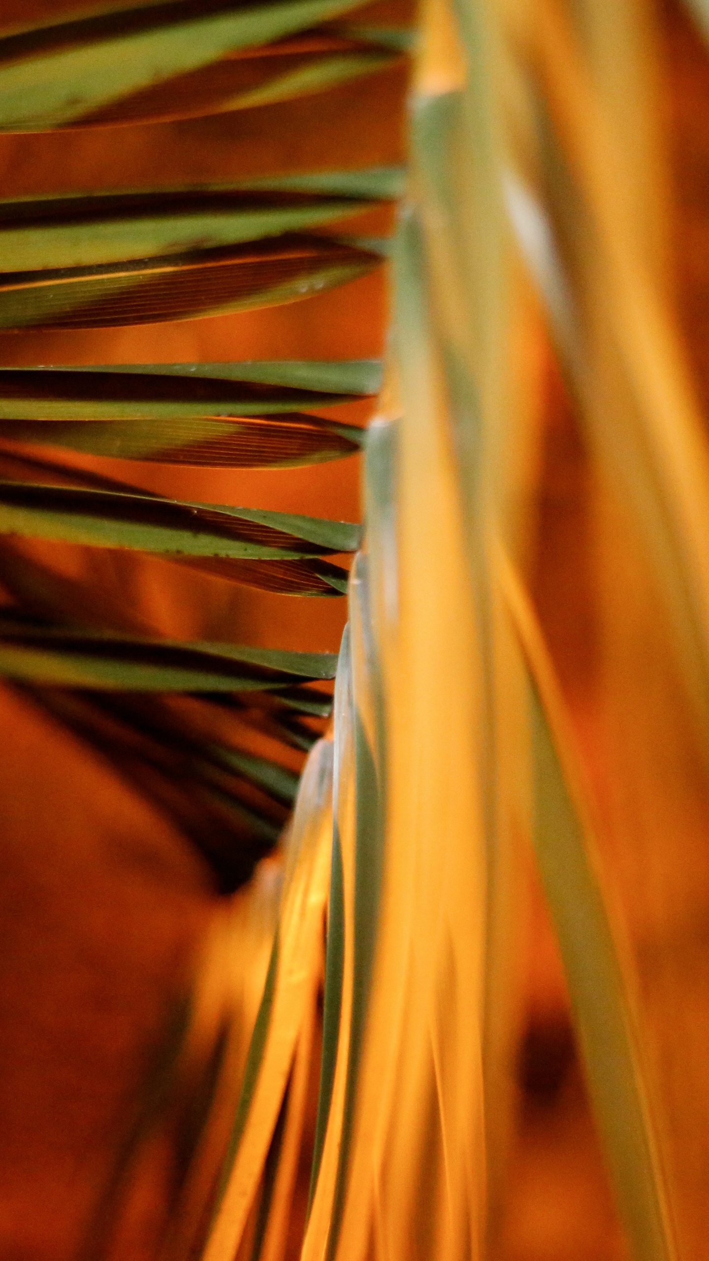 Обои крупный план, древесина, Апельсин, стебель растения, облако в разрешении 1440x2560