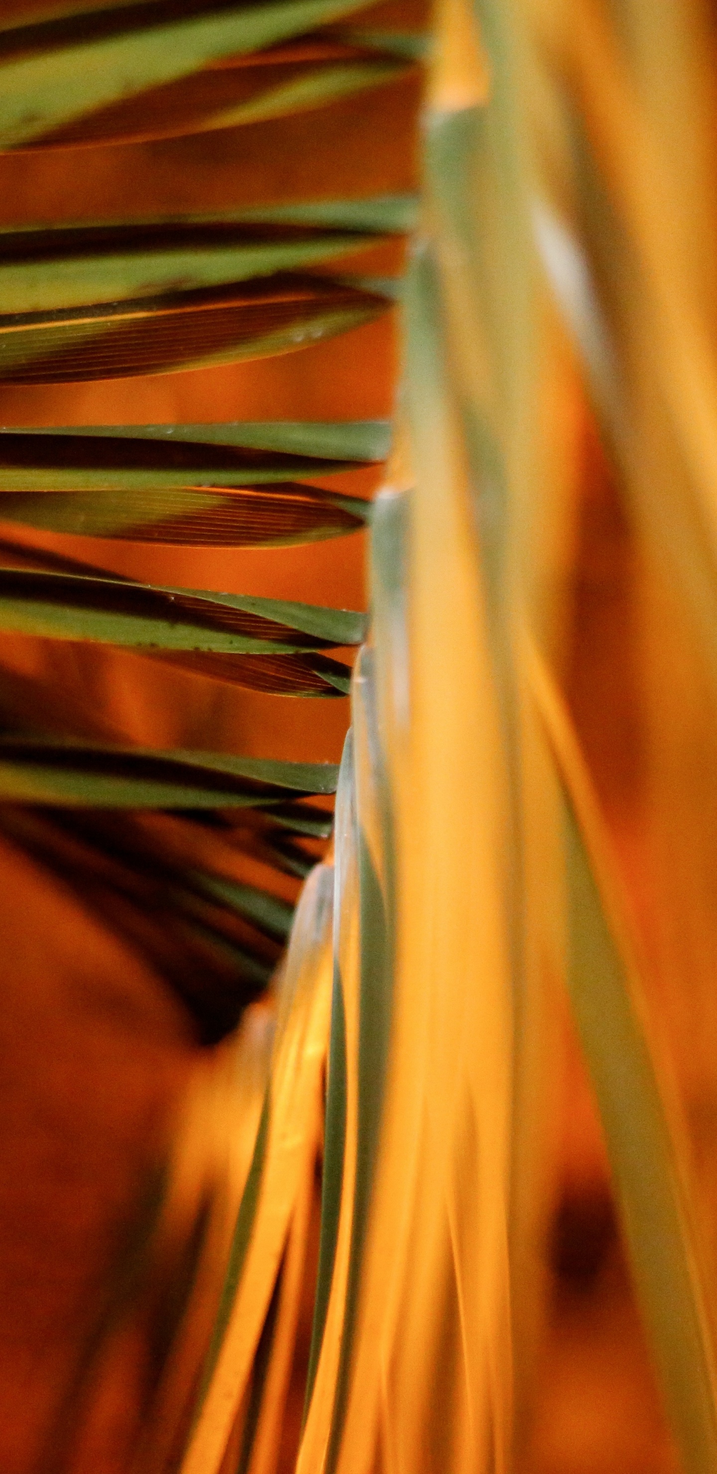 Обои крупный план, древесина, Апельсин, стебель растения, облако в разрешении 1440x2960