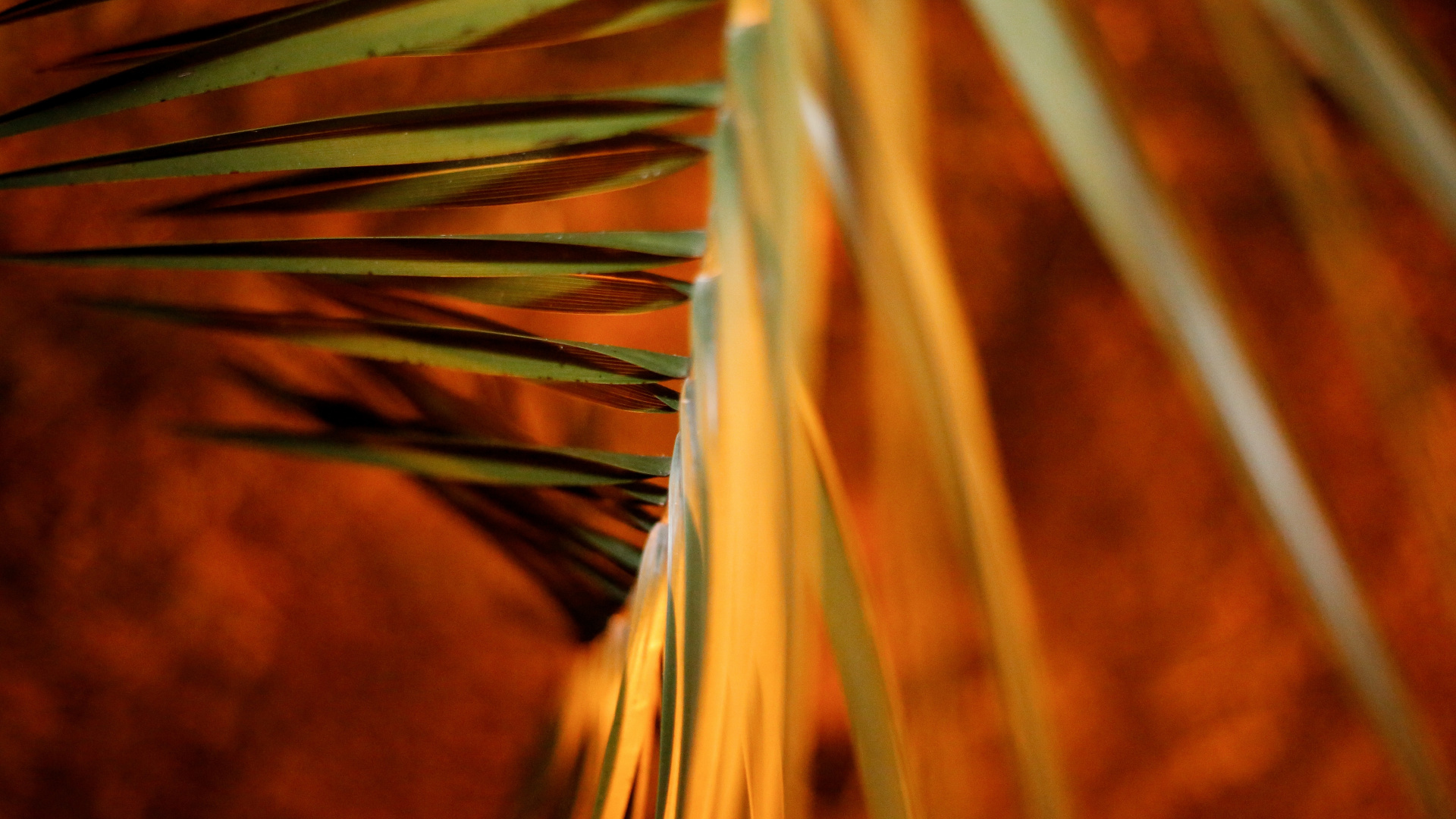 Обои крупный план, древесина, Апельсин, стебель растения, облако в разрешении 1920x1080