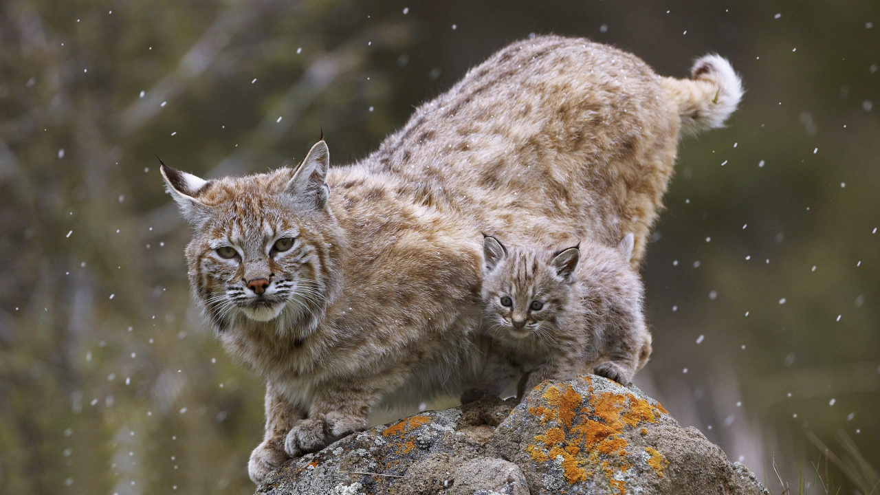 Обои рысь, живая природа, бакенбарды, наземные животные, усы в разрешении 1280x720