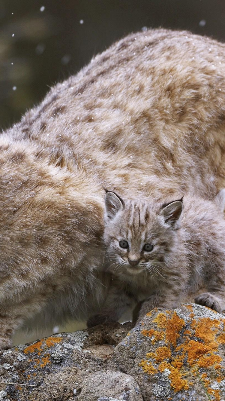 Обои рысь, живая природа, бакенбарды, наземные животные, усы в разрешении 750x1334