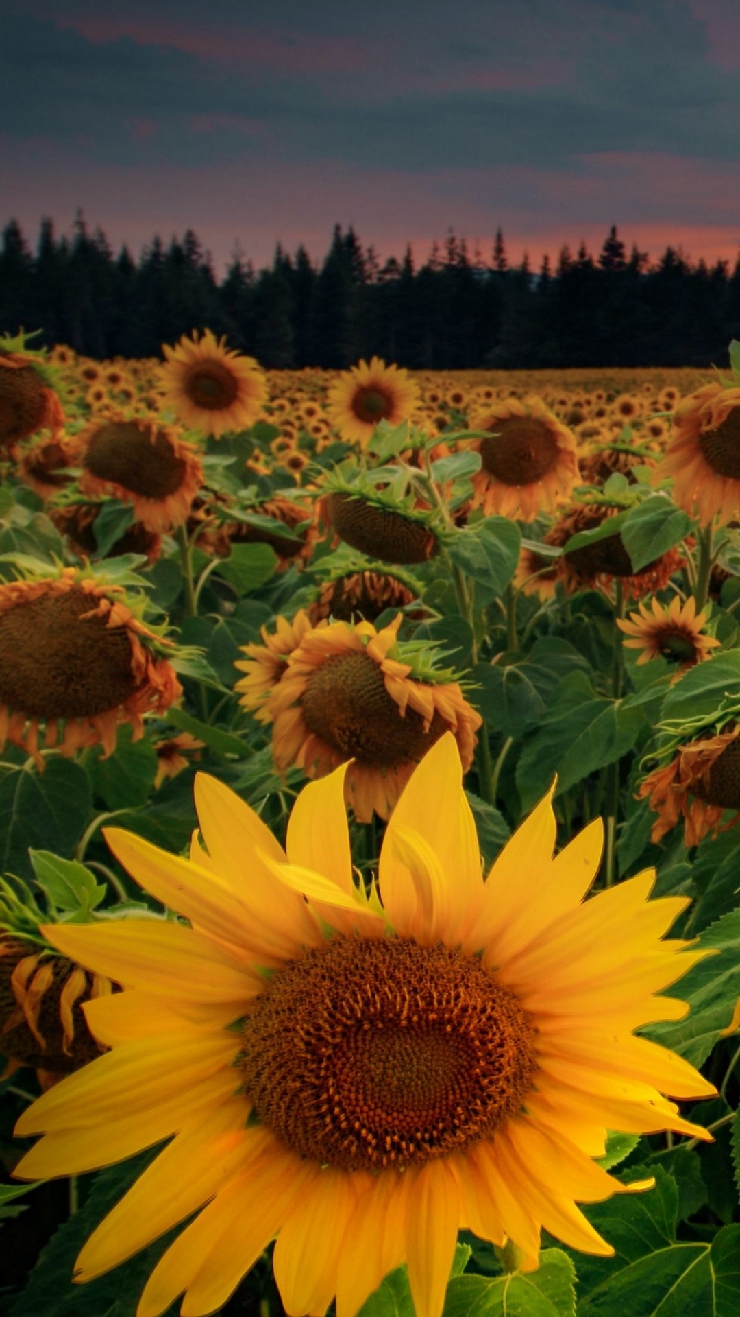 Обои цветок, растение, свет, ботаники, лист в разрешении 1080x1920