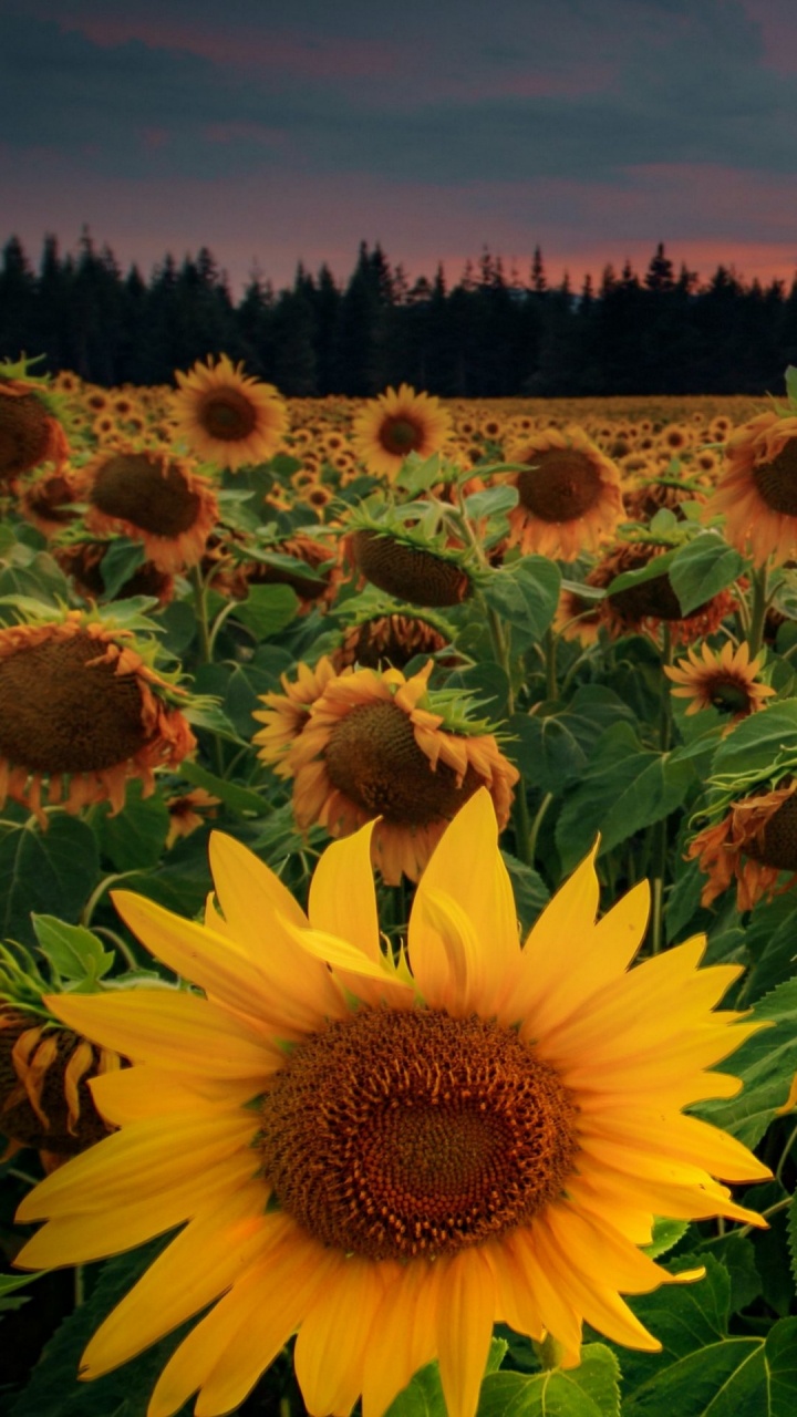 Обои цветок, растение, свет, ботаники, лист в разрешении 720x1280