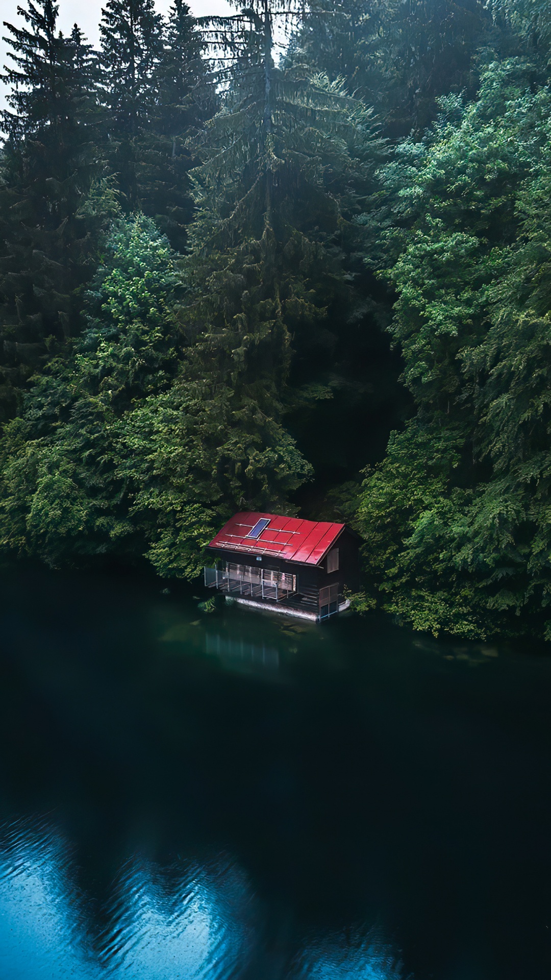 Обои лиственница, Damaksnis, перевозка воды, вода, растение в разрешении 1080x1920