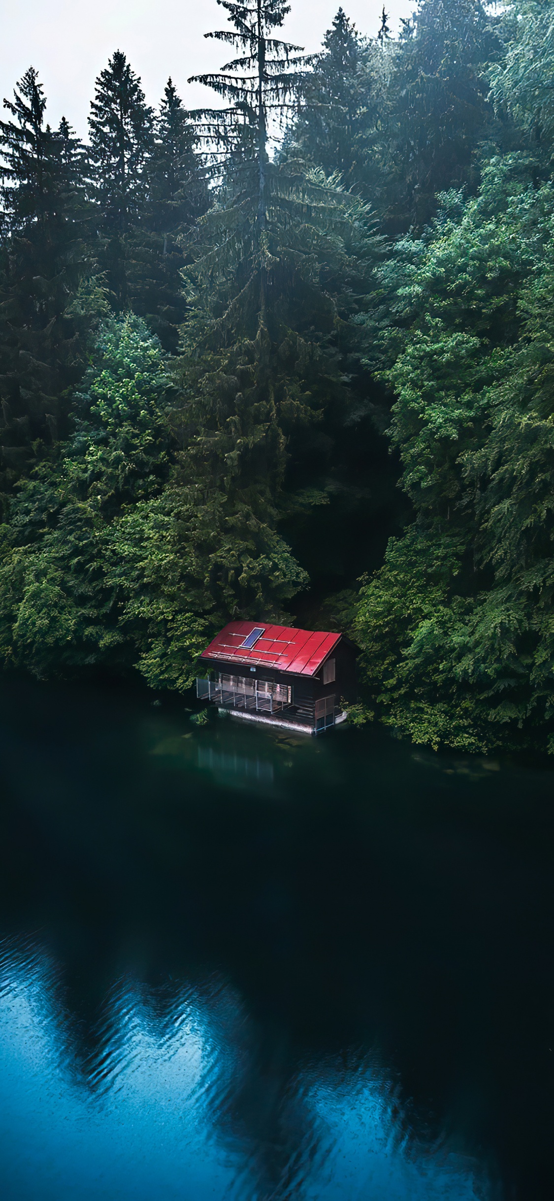 Обои лиственница, Damaksnis, перевозка воды, вода, растение в разрешении 1125x2436