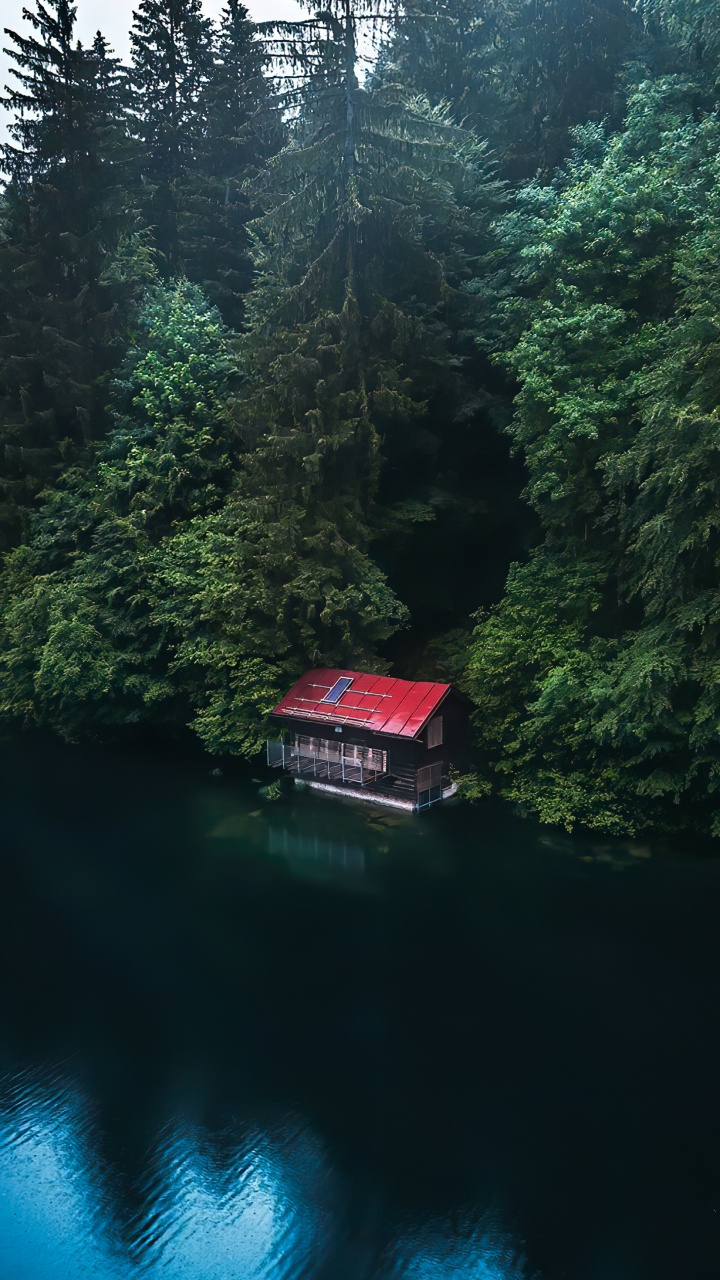 Обои лиственница, Damaksnis, перевозка воды, вода, растение в разрешении 720x1280