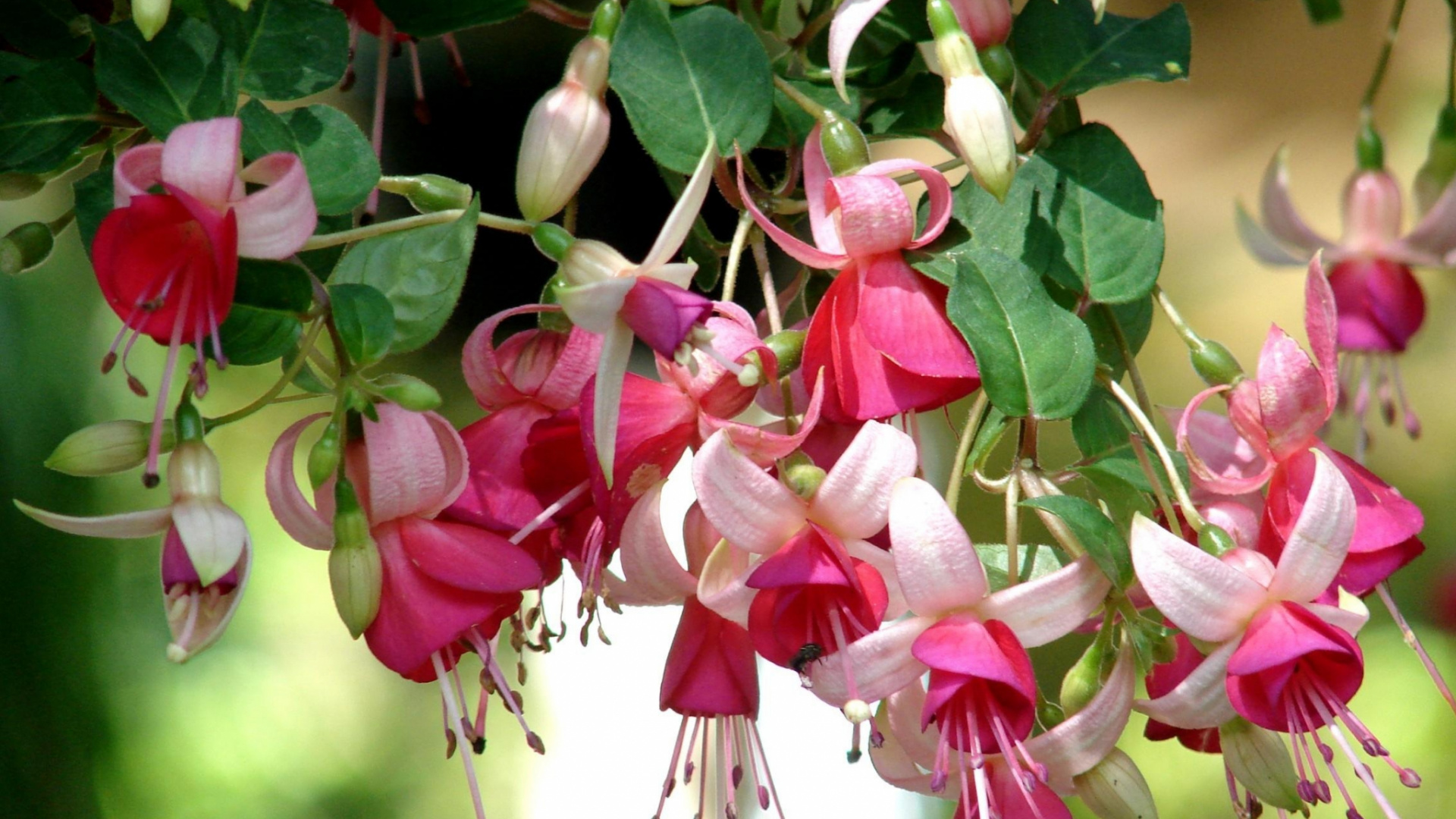 Обои тычинка, цветковое растение, растение, лепесток, многолетнее растение в разрешении 1920x1080