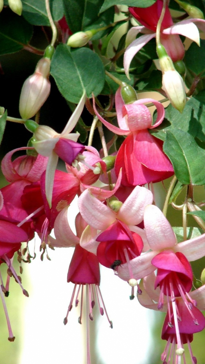 Обои тычинка, цветковое растение, растение, лепесток, многолетнее растение в разрешении 720x1280