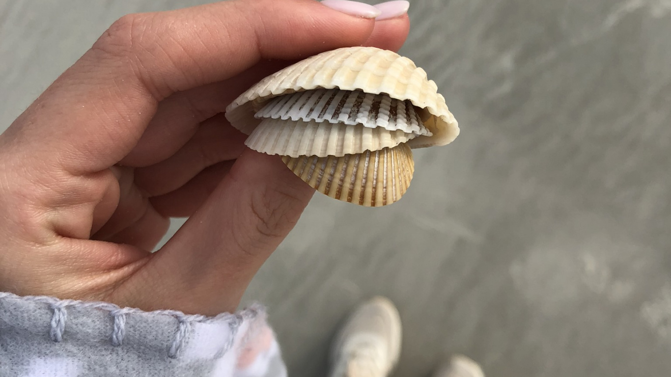 Обои ракушка, двустворчатый моллюск, оболочка, натуральный материал, моллюск в разрешении 1366x768