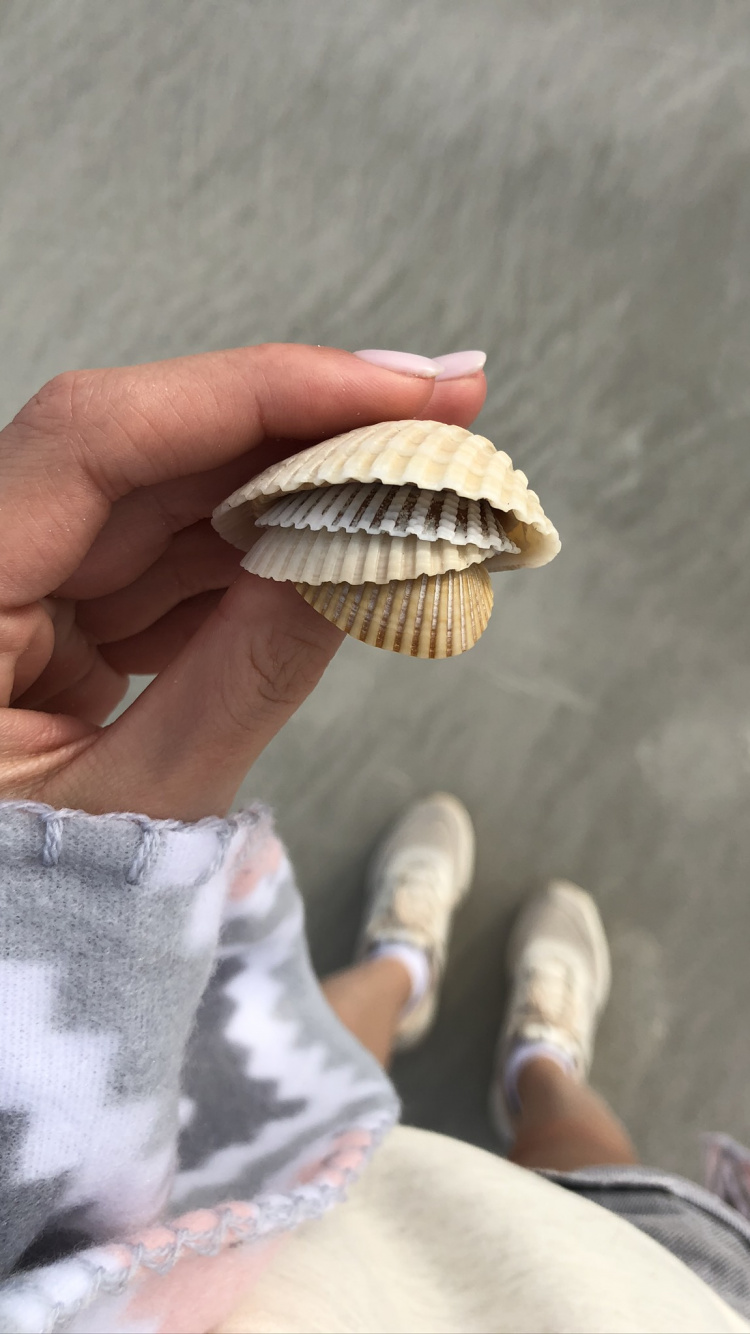 Обои ракушка, двустворчатый моллюск, оболочка, натуральный материал, моллюск в разрешении 750x1334