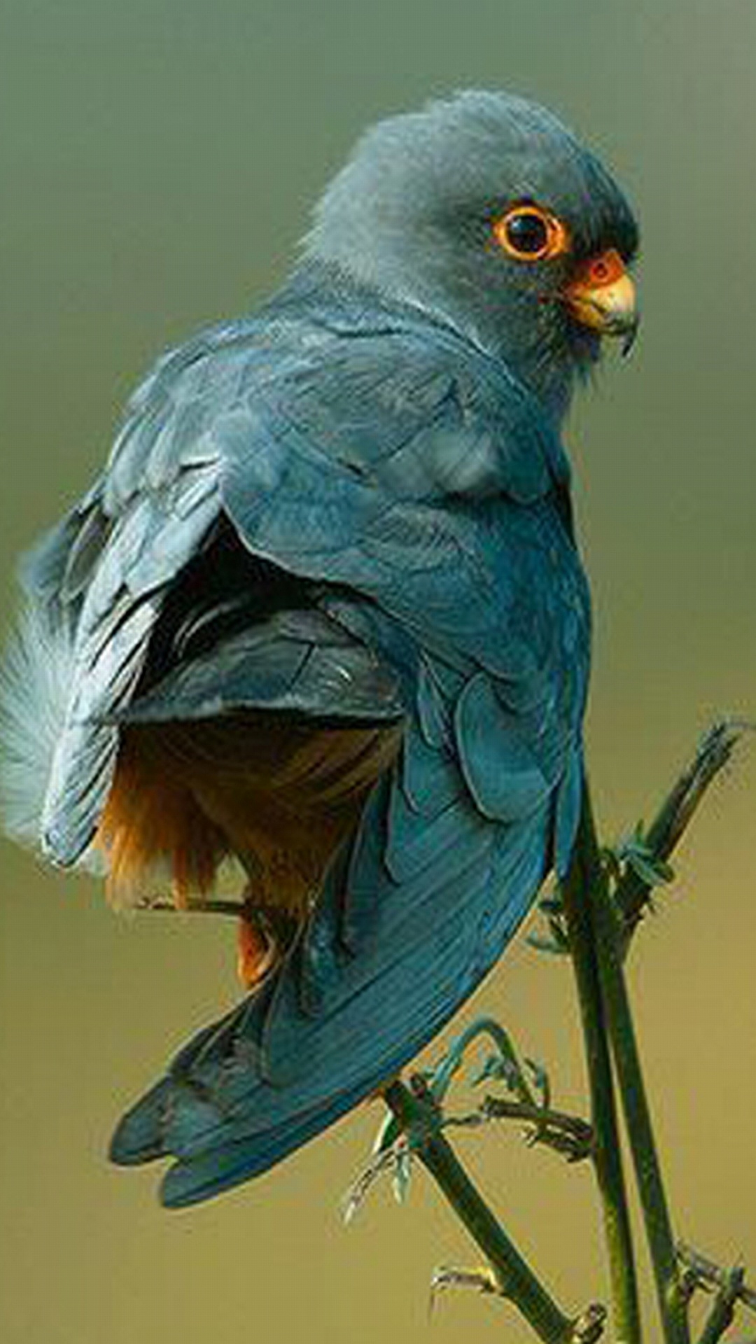 Обои клюв, птица, живая природа, крыло, перо в разрешении 1080x1920