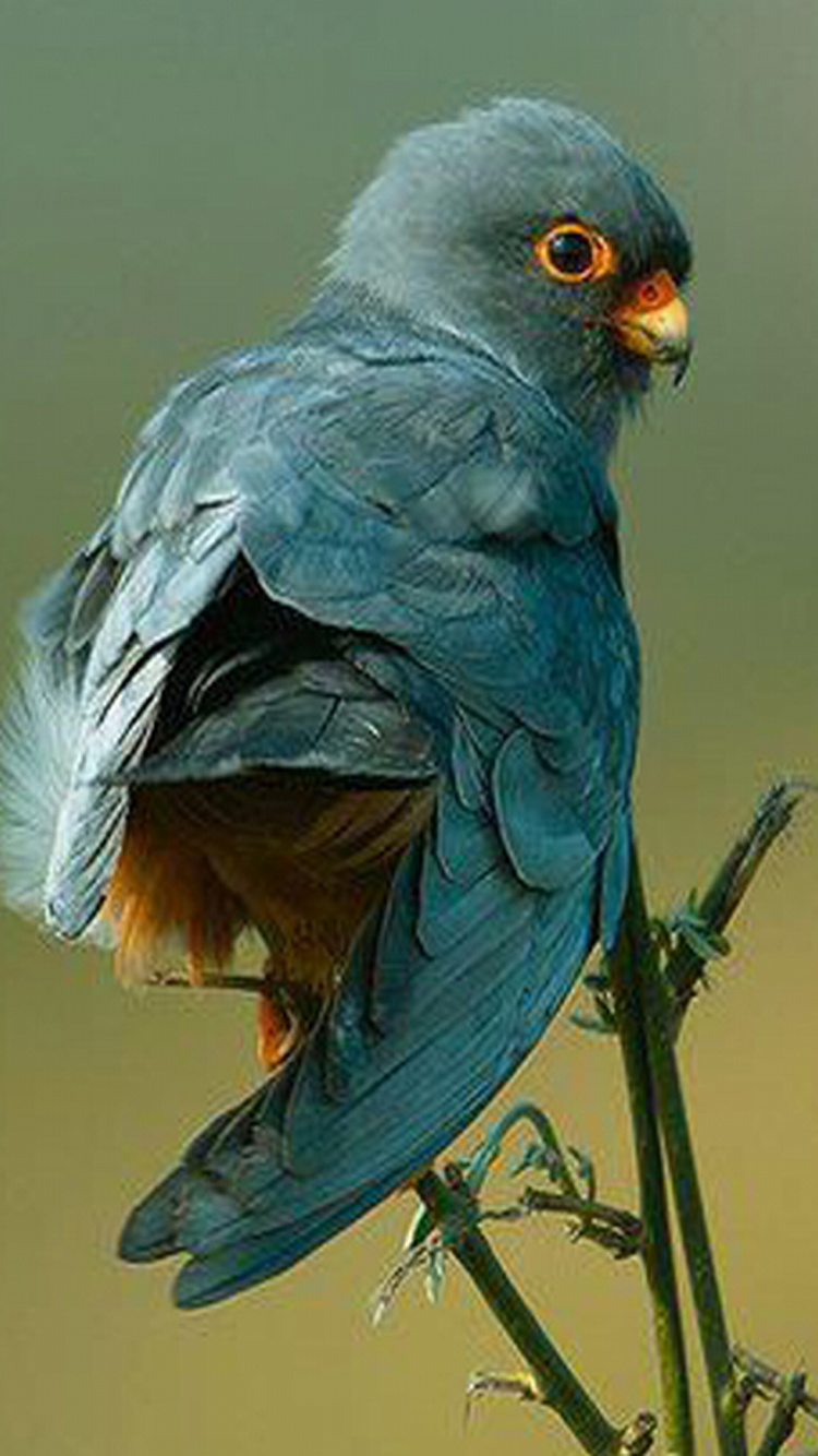 Обои клюв, птица, живая природа, крыло, перо в разрешении 750x1334