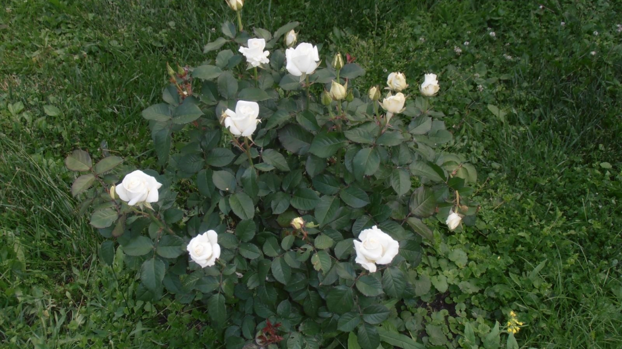 Обои флорибунда, сад роз, цветковое растение, растение, семья Роуз в разрешении 1280x720