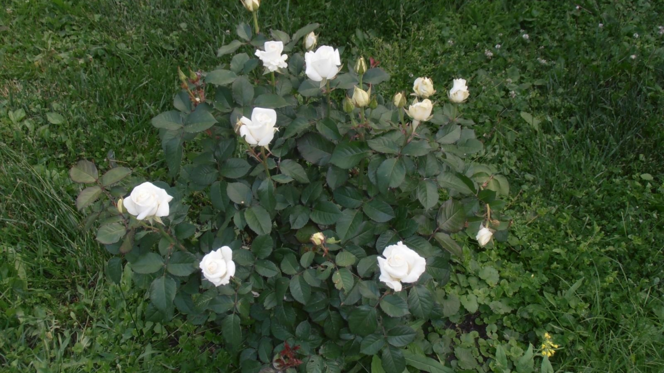 Обои флорибунда, сад роз, цветковое растение, растение, семья Роуз в разрешении 1366x768