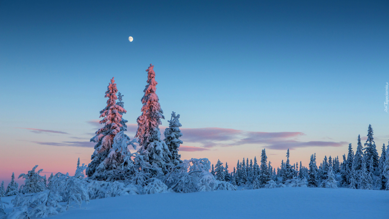 Обои зима, снег, природа, дерево, замораживание в разрешении 1366x768