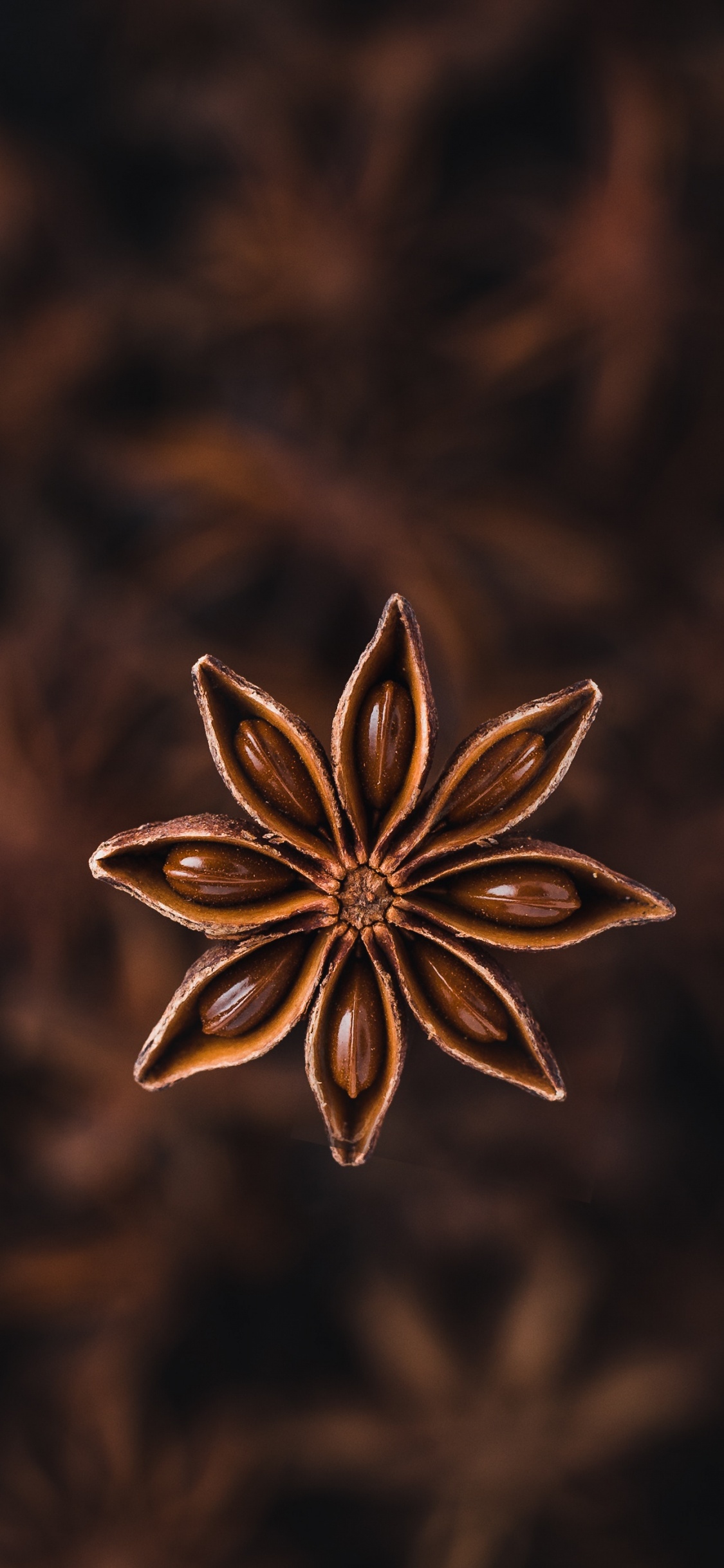 Обои Звездчатый анис, анис, специя, растение, цветок в разрешении 1125x2436