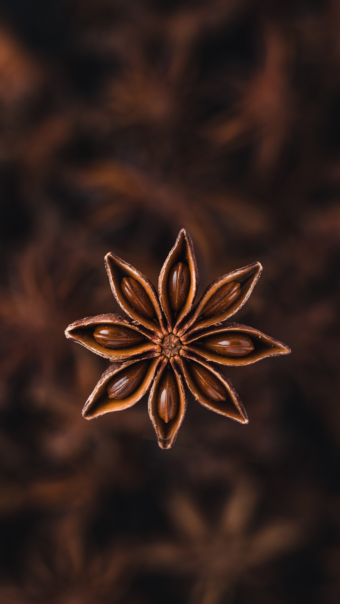 Обои Звездчатый анис, анис, специя, растение, цветок в разрешении 1440x2560