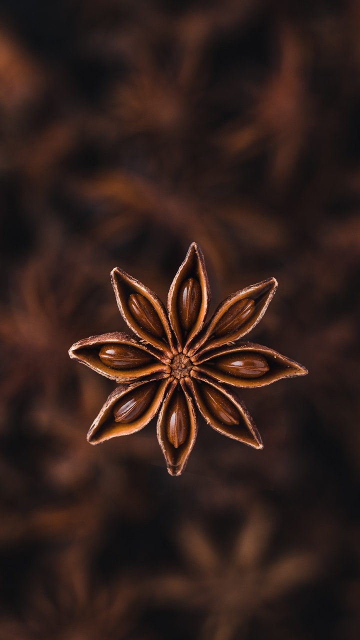 Обои Звездчатый анис, анис, специя, растение, цветок в разрешении 720x1280