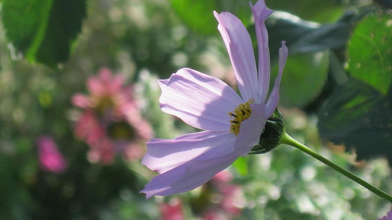 Обои однолетнее растение, сад космос, цветковое растение, полевой цветок, растение в разрешении 1366x768