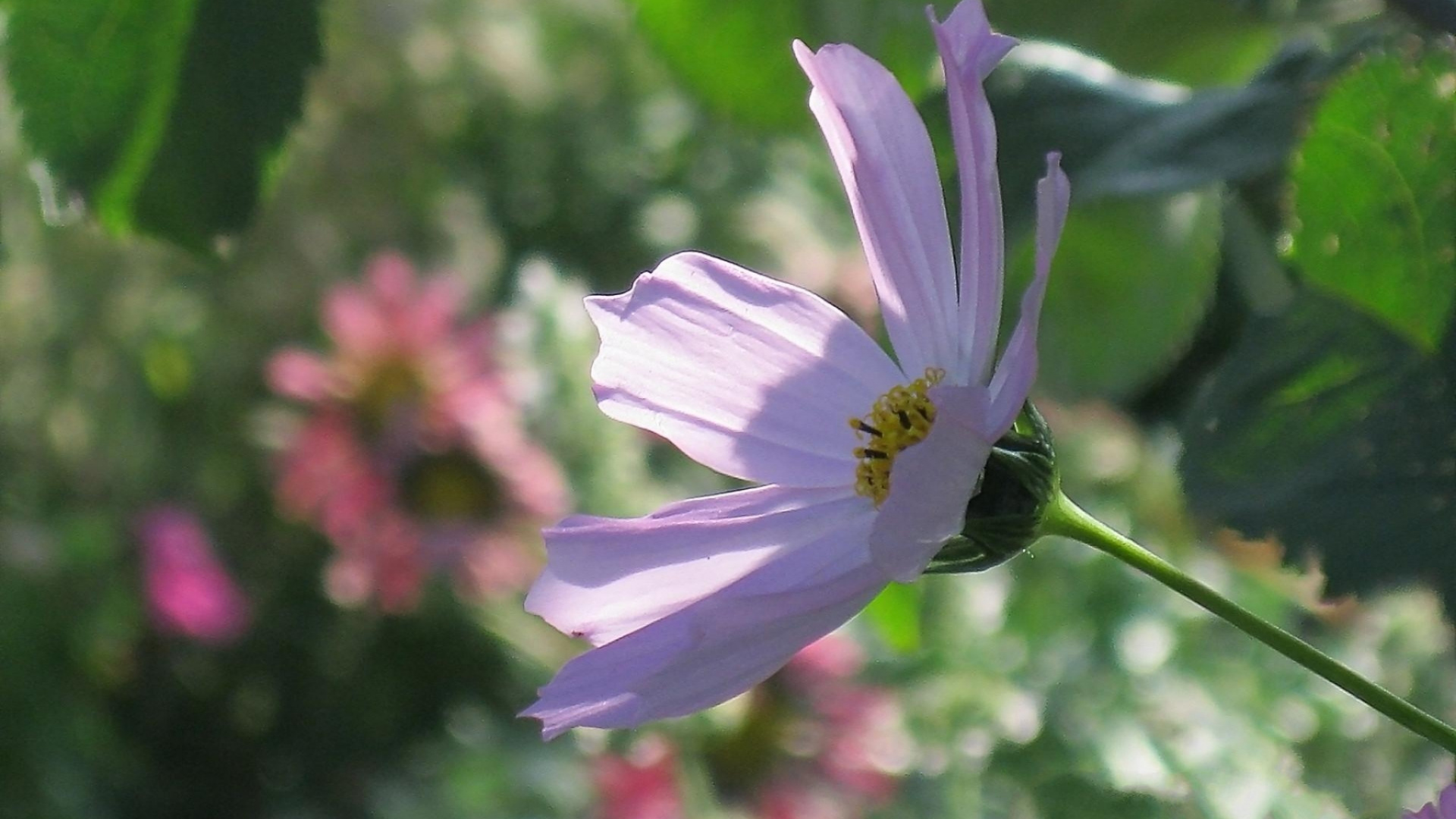 Обои однолетнее растение, сад космос, цветковое растение, полевой цветок, растение в разрешении 1920x1080