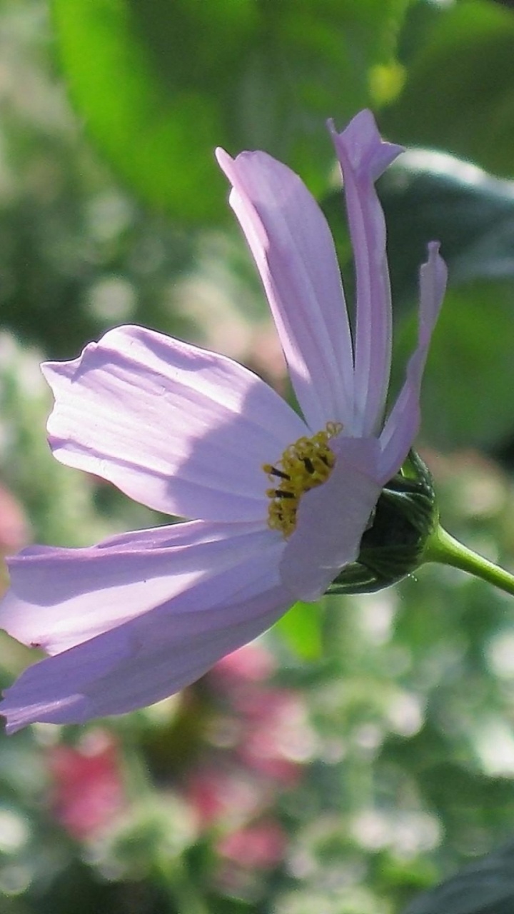 Обои однолетнее растение, сад космос, цветковое растение, полевой цветок, растение в разрешении 720x1280