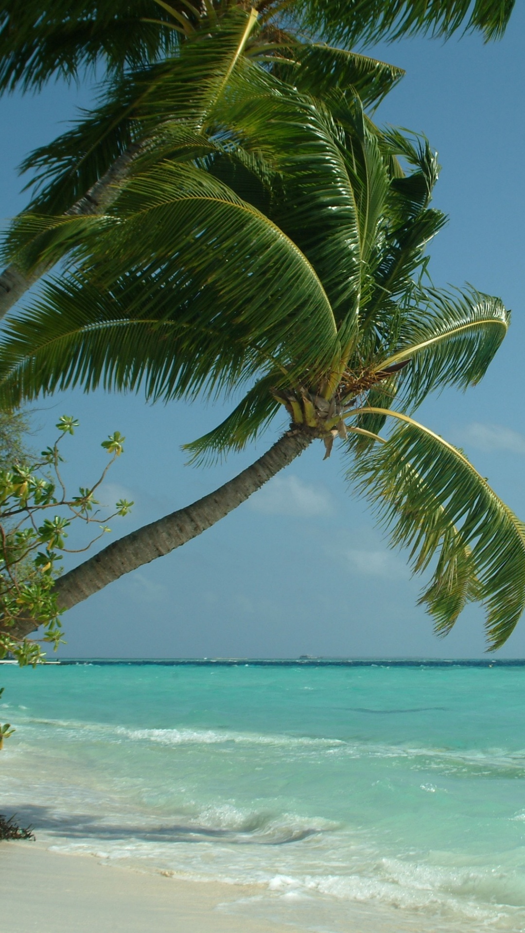 Обои Мальдивы, тропическая зона, пляж, Пальма, Карибский бассейн в разрешении 1080x1920