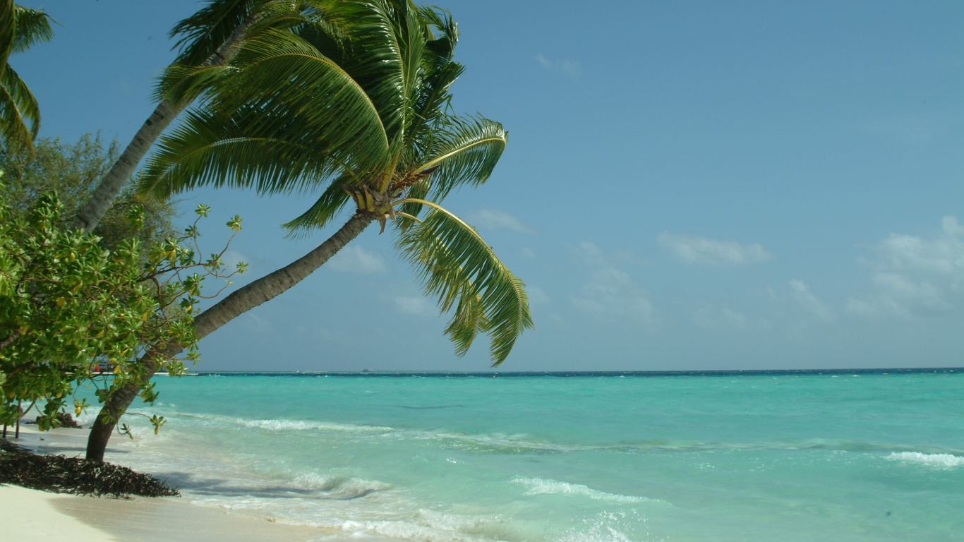 Обои Мальдивы, тропическая зона, пляж, Пальма, Карибский бассейн в разрешении 1366x768