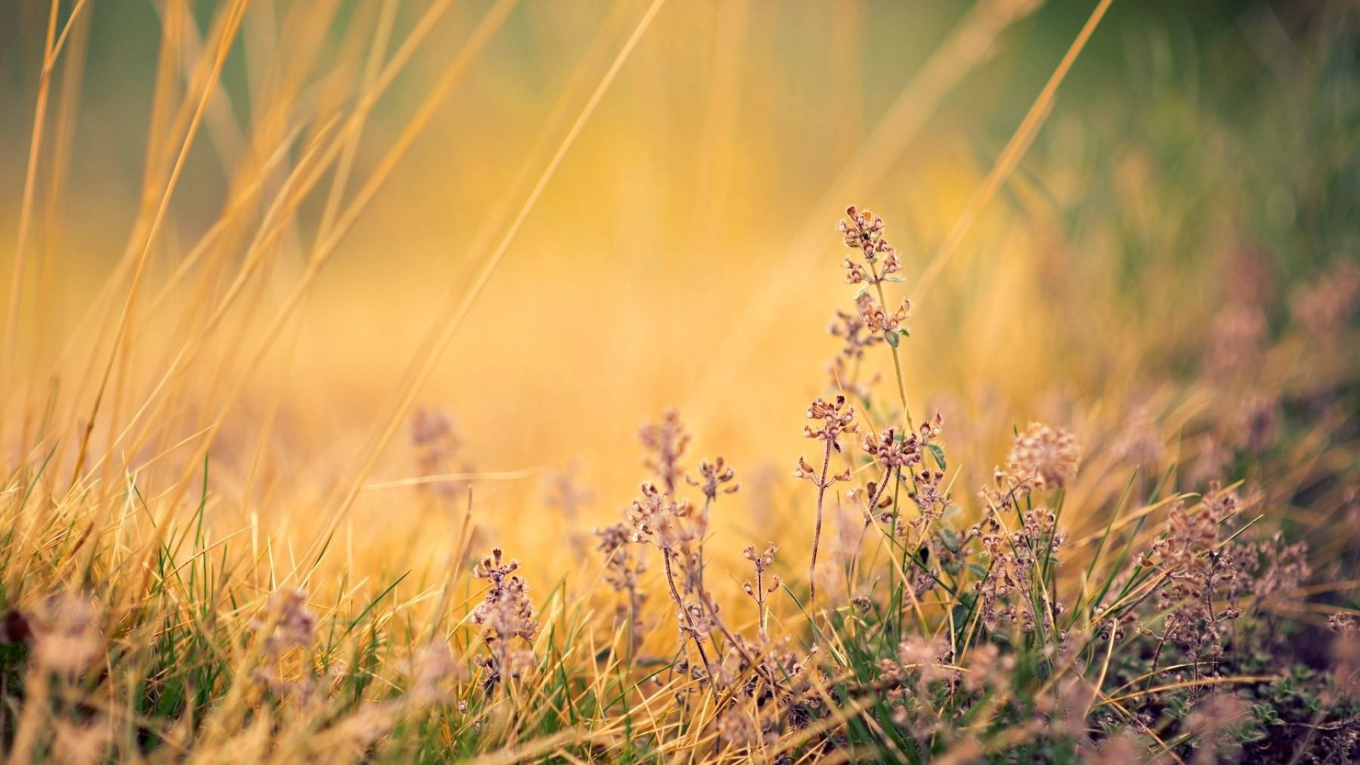 Обои природа, природный ландшафт, растение, лаванда, семейство травы в разрешении 1920x1080