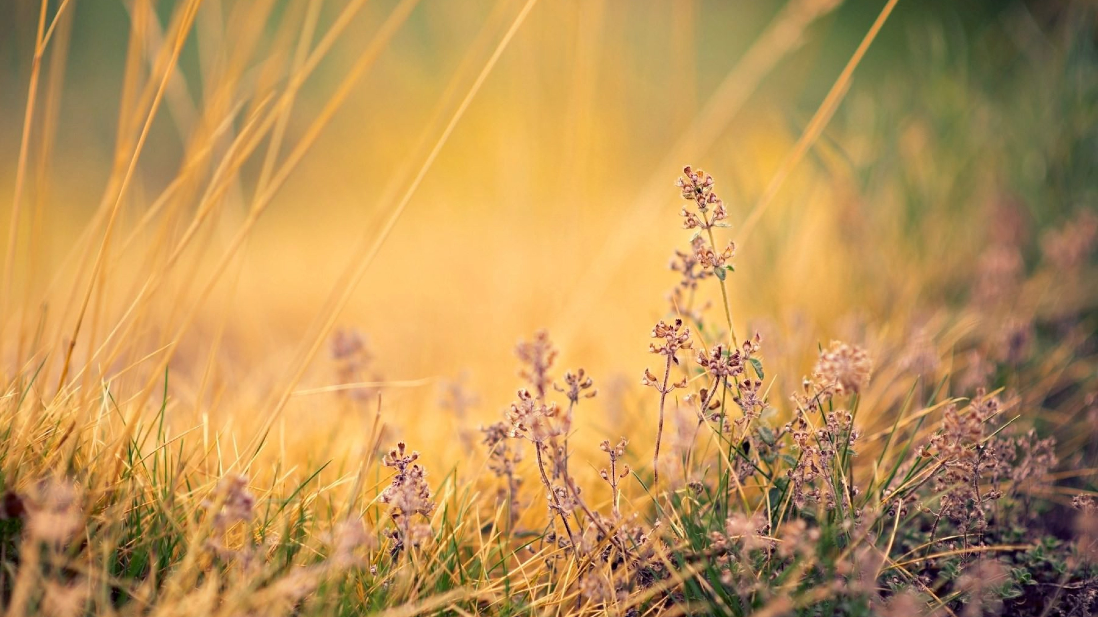 Обои природа, природный ландшафт, растение, лаванда, семейство травы в разрешении 3840x2160