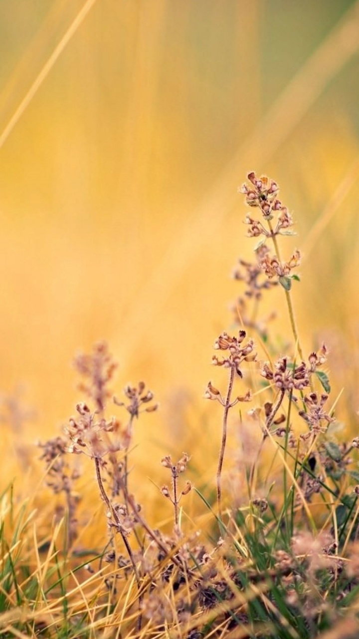 Обои природа, природный ландшафт, растение, лаванда, семейство травы в разрешении 720x1280